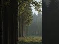 Heavy Rain in the Forest 🌧️🌲
