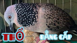 CHIM CU GÁY Gù Căng Đủ Bài | Gáy Gọi – Thúc – Gù Kích Bổi Nhanh Nổi | Cu Cườm Chuẩn/ kích đấu nhanh.