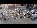 Мои чубатые Николаевские голуби