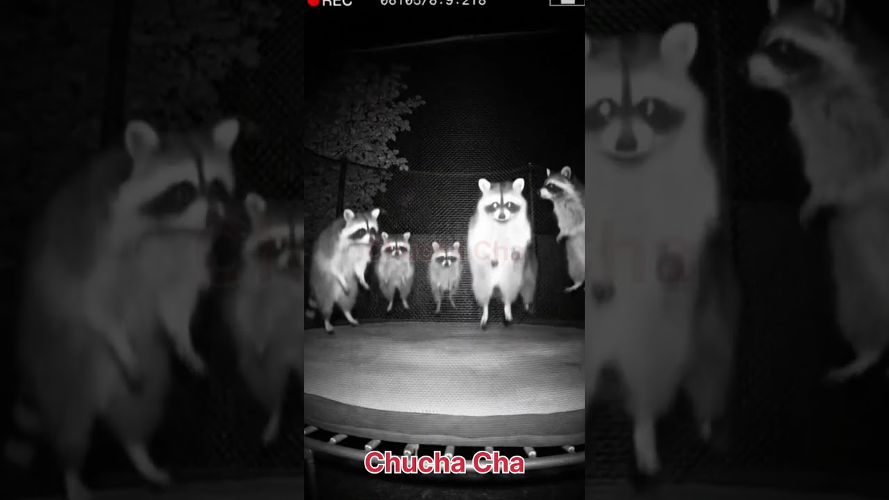Eerie Raccoons Jump on Trampoline at Night | Glowing Eyes CCTV Footage