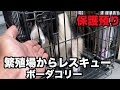 保護犬ボーダーコリー・ようこそ我が家へ【1日目】