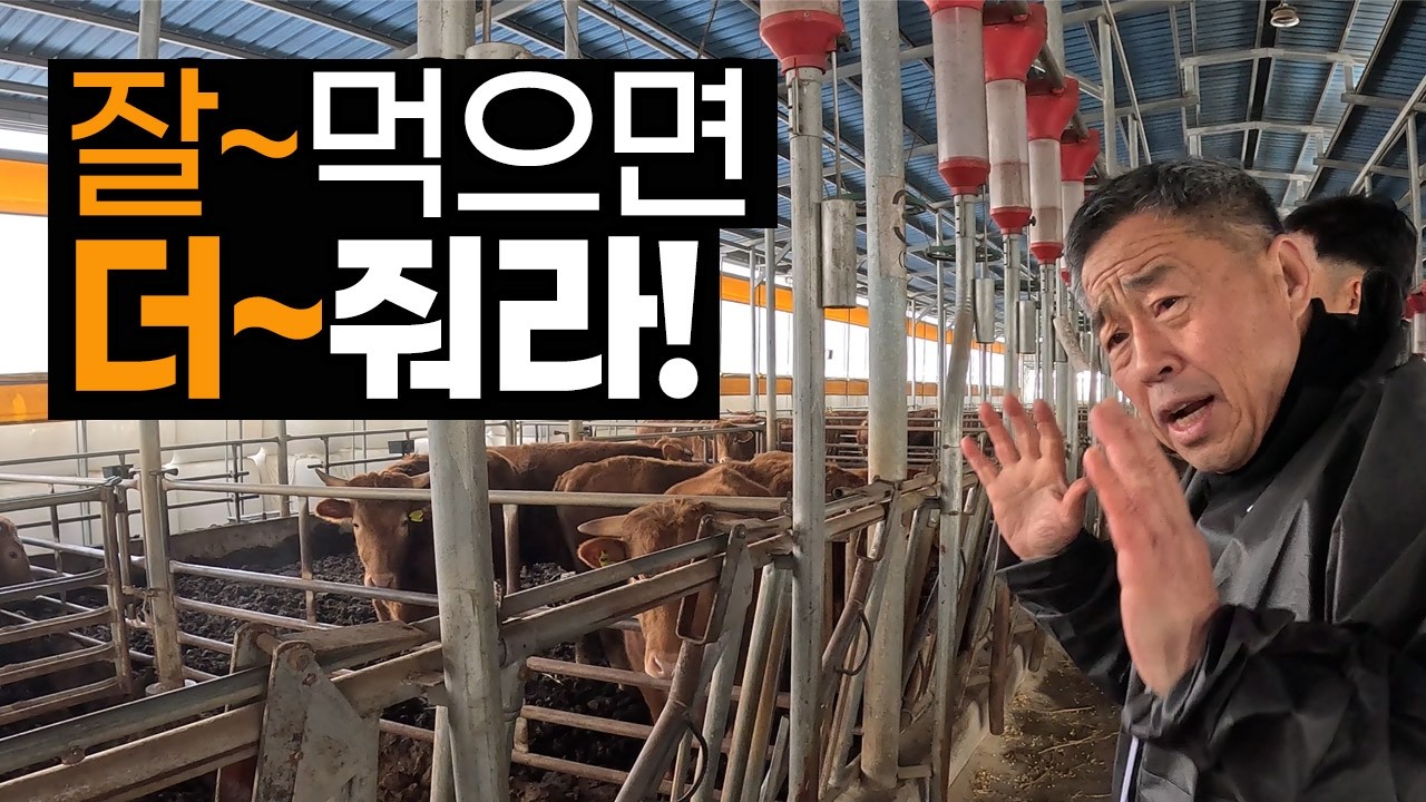 잘 먹는 소는 더 줘야 합니다