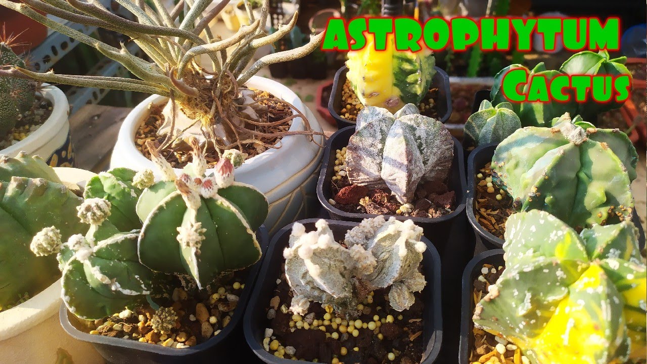 ASTROPHYTUM Cactus - Nhận biết xương rồng Astrophytum phố biến 