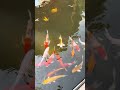 Beautiful fish #fish #beautifulfish