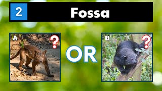 Guess The Animals That Start With F | Animals Quiz