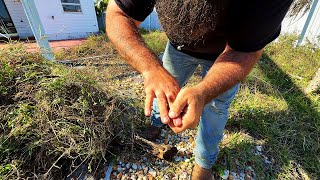 Download Lagu I Was Forced to Stop When I Got Bit While Pulling Weeds Bare Handed MP3 Download Lagu I Was Forced to Stop When I Got Bit While Pulling Weeds Bare Handed MP3