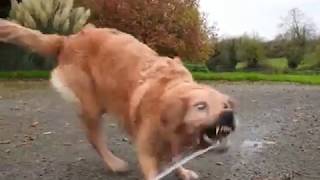 Crazy dog goes nuts over garden hose