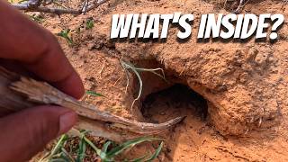 What's Hiding Inside These Mysterious Holes?