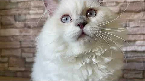 Video 2311031: british longhair cat kittens, british longhair lilac, bicolor british, born cat kitten, lilac point cat