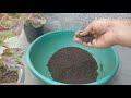 Vermicompost Benefits For Plants / How To Use Vermicompost In plants / ALL