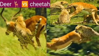 Competition between cheetha and deerViralShortsAnimworld