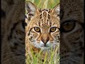 This Wild Cat Hunts Better Than Lions 🐆 #cat #documentary #wildlife #cute #animals #bbcearth