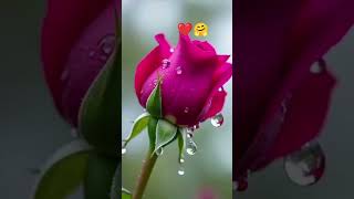 #trending #rose #flowers #viral #love #beautiful #status #reels #song
