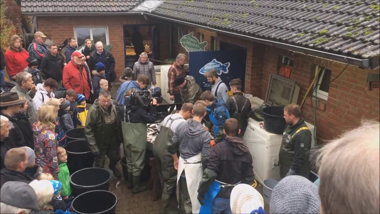 Abfischen im Herrenteich Reinfeld 23.10.2016
