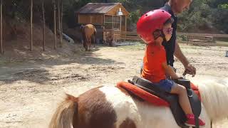 Midilli , Pony , Küçük At , Ilk Kez At Binen Ufak Bebek , 2 Yaş At Binimi