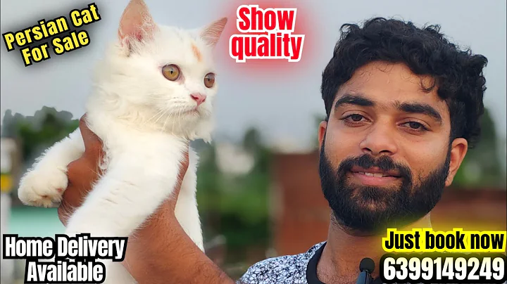 Video 10322671: persian kitten, persian cat, white cat kittens pets, cat quality kittens, cat kitten show, cat female kitten