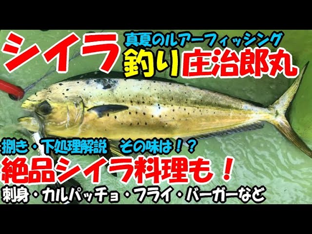 庄治郎丸で夏の相模湾シイラ釣り連発 捌いたシイラを刺身で食べたらまるで のブリの シイラの絶品料理フルコース Youtube