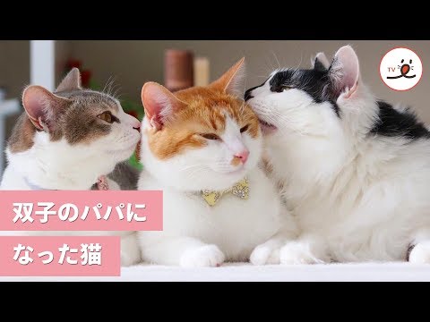 今日からぼくがパパになる！ 双子の保護猫を育てたお兄ちゃん猫😻【PECO TV】