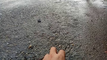 Cá rô đồng đi bộ trên đường nhựa ngay sau cơn mưa chiều 30/4/2019 tại Nga Sơn, Thanh Hoá