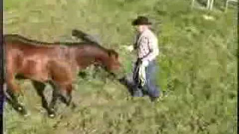 Best Start for the Unbroke Horse Series: Ground Tr...