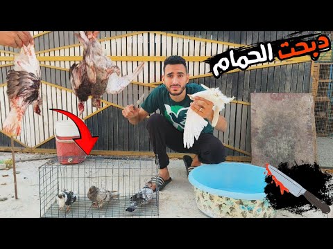 I Slaughtered The Pigeons Weaned The Chicks And Left The Nesting Pigeons They Drove My Eyes Away 