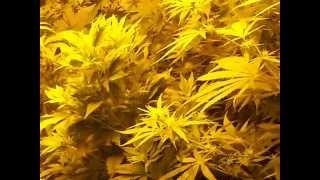 Derp Attack and a quick update :) FREE THE BEAN Update