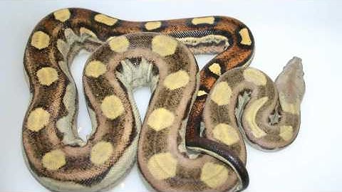 Boaconstrictor.com Boa Gallery 2