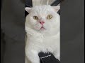 Eyes cat - Leo 4 #short