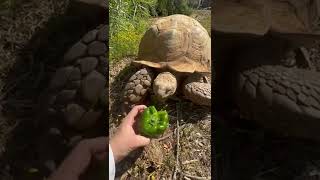 Big Ike Trying A Green Pepper 😎🐢