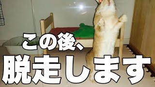 初めての夜にプリズンブレイクするうさぎ　#1070