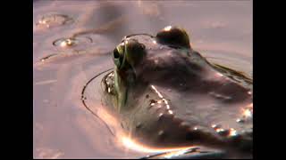 Wood Frog by Ravenswood Media 275 views 3 years ago 1 minute