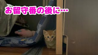 【子猫】茶トラの子猫が初めてのお留守番をした結果…