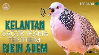 Derkuku Kelantan Gacor Suara Adem Irama Tentrem Ujung Panjang Cocok Buat Pancingan ‼️