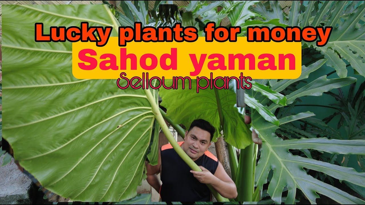 SAHOD YAMAN ' SELLOUM PLANT' AND LUCKY PLANTS FOR MONEY YouTube