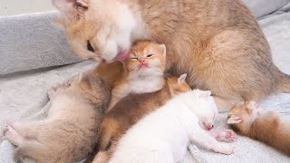 The mother cat's care for her kittens is captivating, filled with devotion and love.
