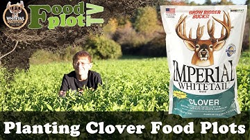 How To Plant GREAT Whitetail Clover Food Plots