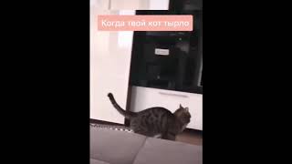 Animal Most Funny Video