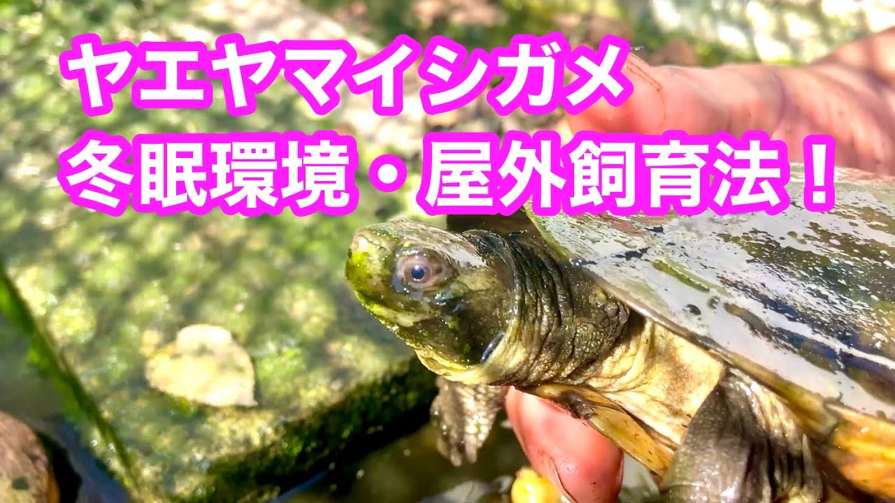 ヤエヤマイシガメの屋外飼育環境・冬眠明けの水質変化などについて - YouTube