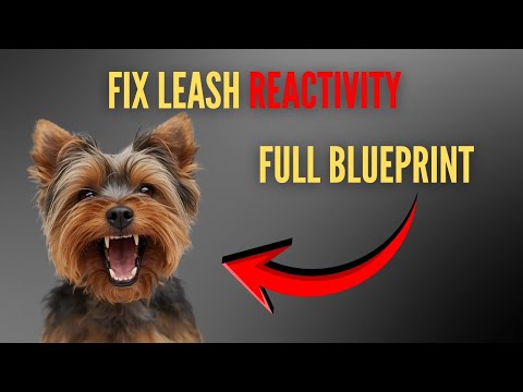 How I Fix Leash Reactivity In 2025 FULL BLUEPRINT