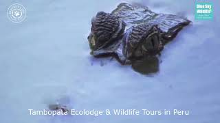 Tambopata Ecolodge &amp; Wildlife Tours | Explorer&#39;s Inn Tambopata Ecolodge