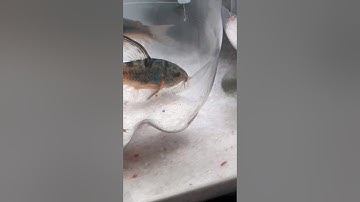 Phát trực tiếp của Lizard and The Ants