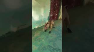 Pitbull Dog In Angry Mood Whatsapp Status Lovers