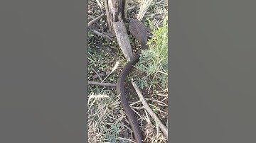 Rajendra bhai silwani #youtube #snake #wildliferescue #funny #automobile #comedy #love