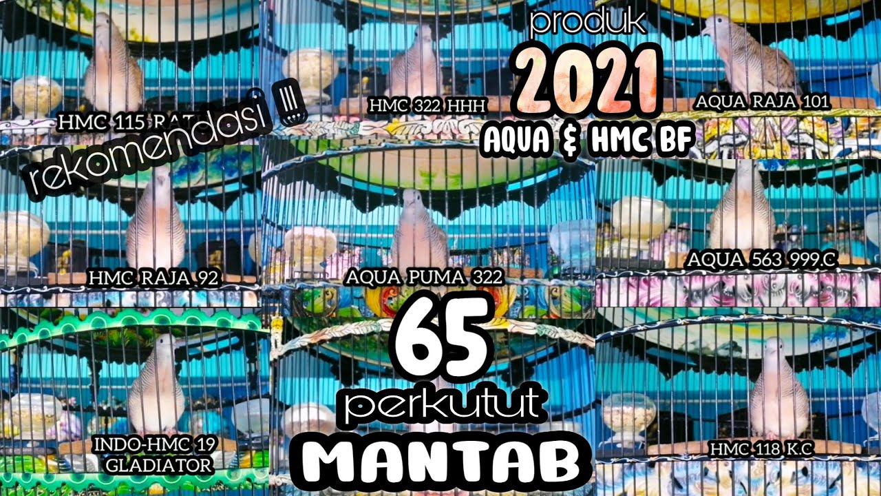 MANTAP !!! 65 SUARA PERKUTUT BANGKOK RING AQUA \u0026 HMC BIRD FARM