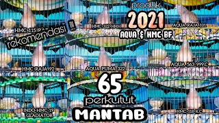 MANTAP !!! 65 SUARA PERKUTUT BANGKOK RING AQUA & HMC BIRD FARM