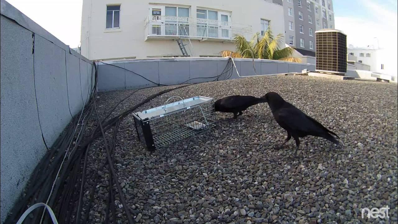 Crow traping easily. you can make YouTube