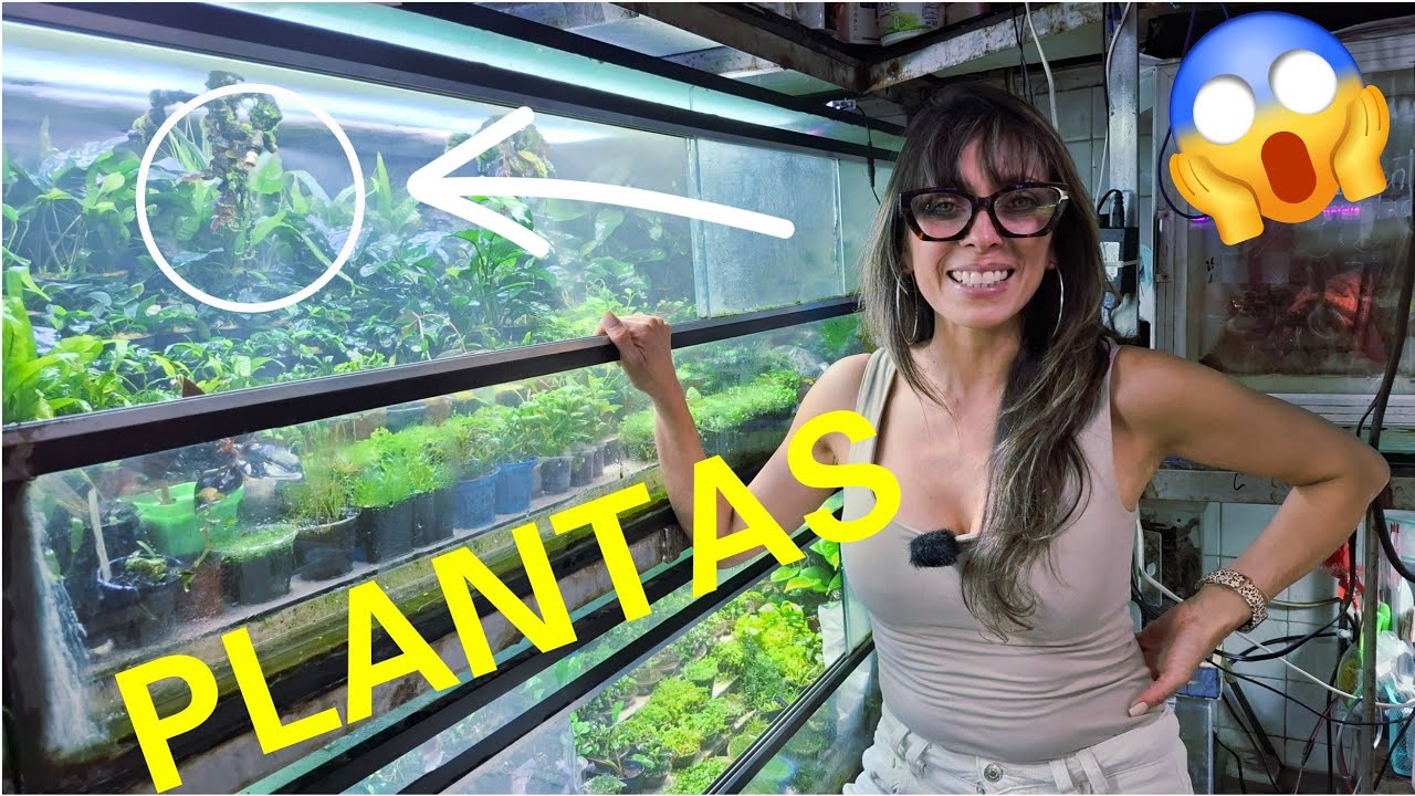 DONDE COMPRAR PLANTAS IMPORTADAS Y NACIONALES EN MERCADO MORELOS