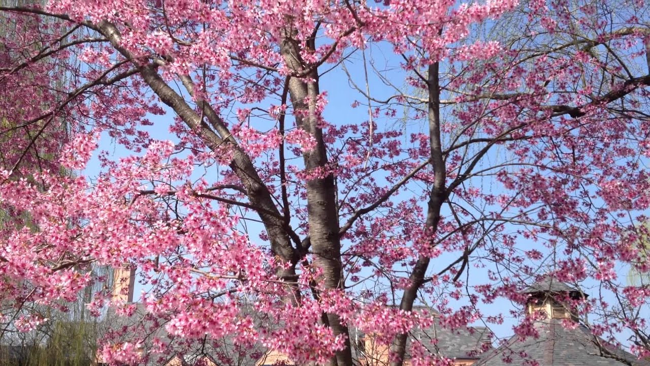 Nice Trees - 1 - YouTube