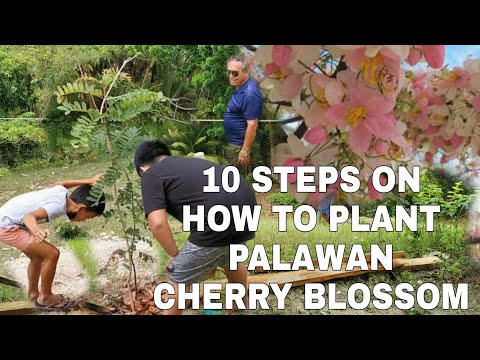 Video: Ano Ang Namumulaklak na Mga Puno ng Cherry: Mga Tip sa Pagpapalaki ng Ornamental Cherry