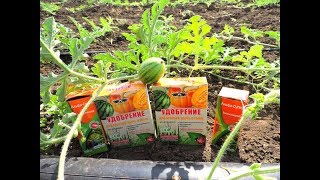 How to grow watermelons # 5 Top dressing, fertilizing and spraying Talisman F1